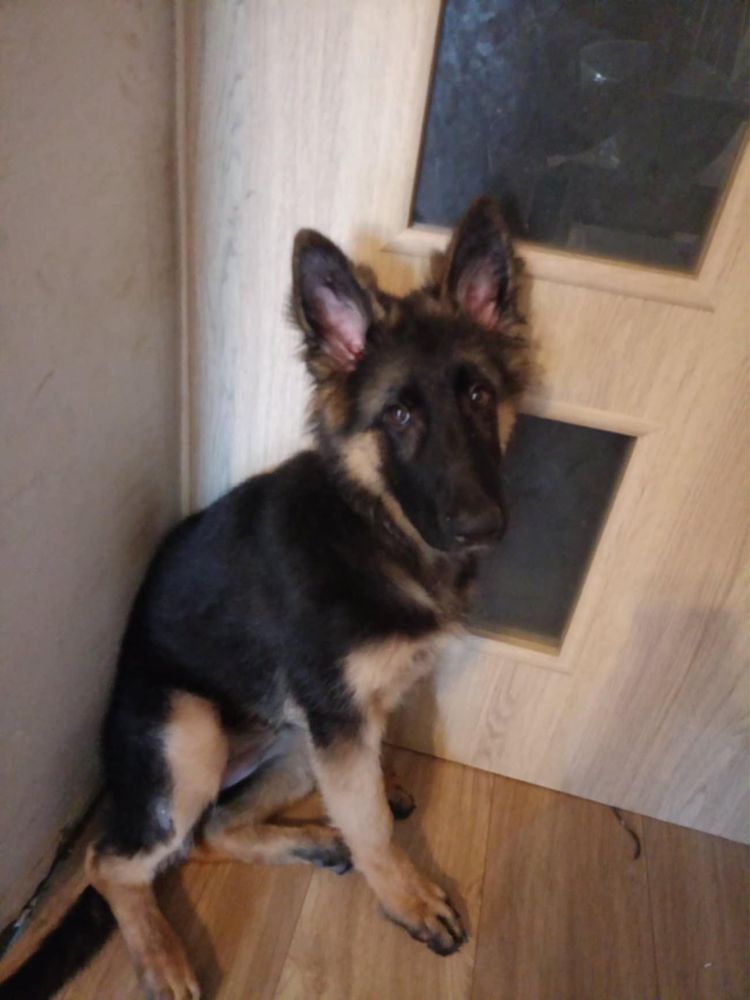 Oddam Owczarka niemieckiego suczka