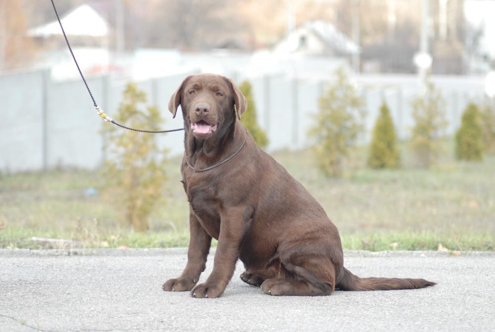 Шоколадная девочка породы лабрадор.