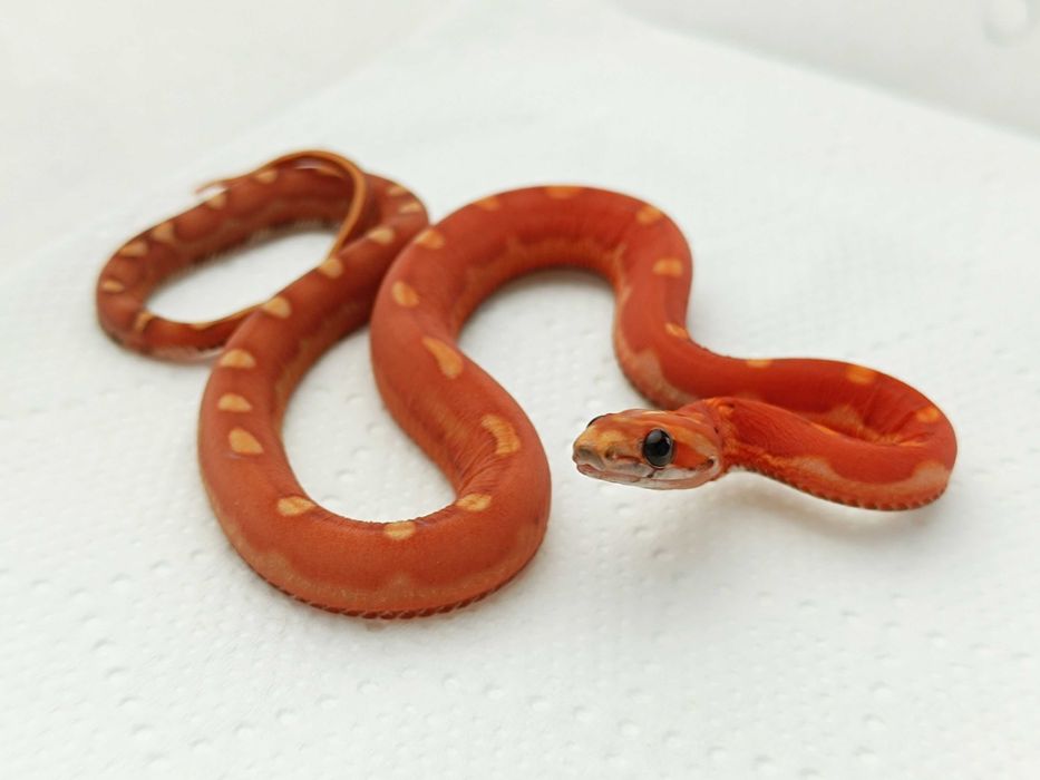 Wąż zbożowy / Motley Scaleless / Samica / Wyjątkowa / Hodowla