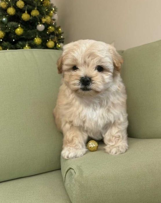 Девочка мини мальтипу.