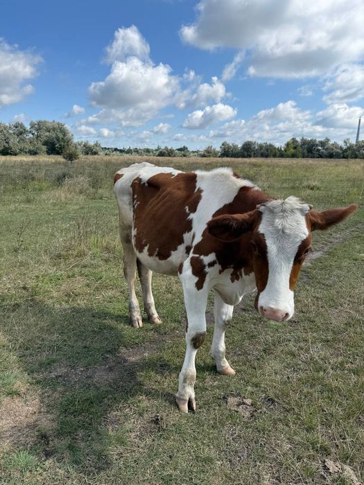 Продам молоду теличку