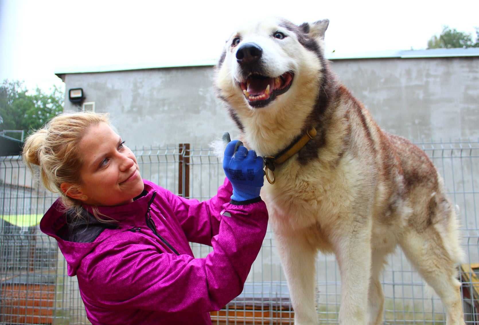 Witek - w typie Siberian husky; lubi kontakt z człowiekiem