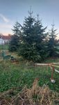 Choinki Jodła kaukaska gałęzie choinki