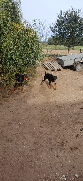 Dwie suczki Doberman z rodowodem szukają domu