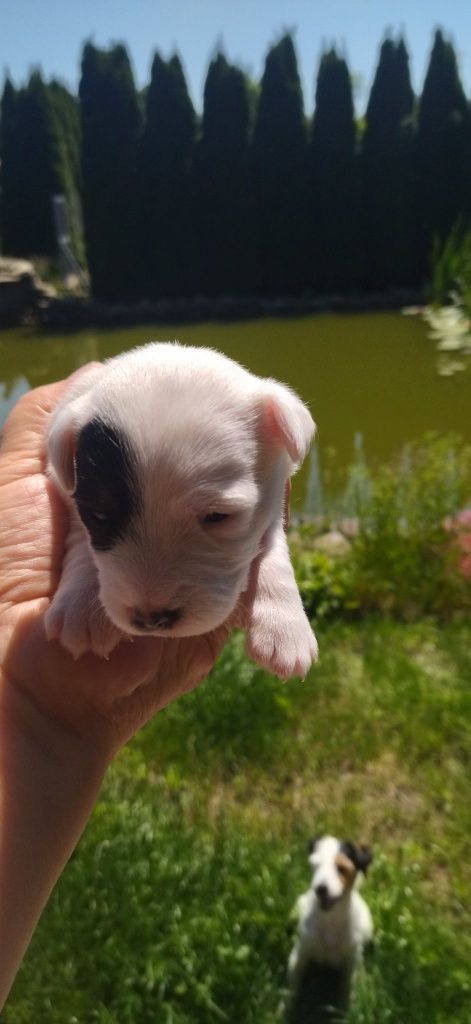 Parson Russell Terrier