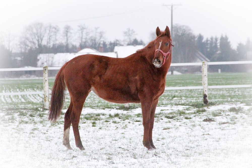 Klacz wielkopolska- dotacyjna