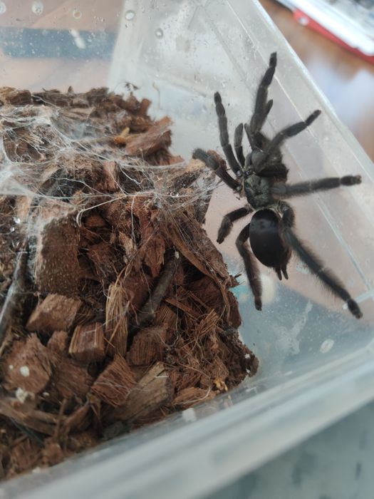Dorosła Tapinauchenius polybotes L7