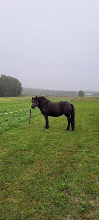 Sprzedam klacz z źrebówką