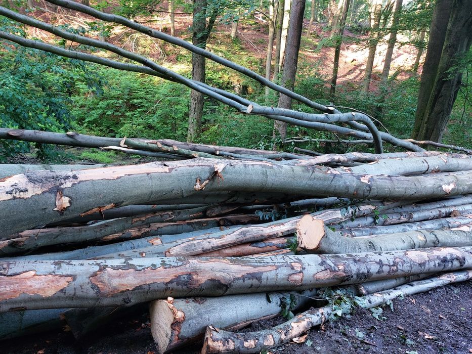 Drewno opalowe kominkowe Buk