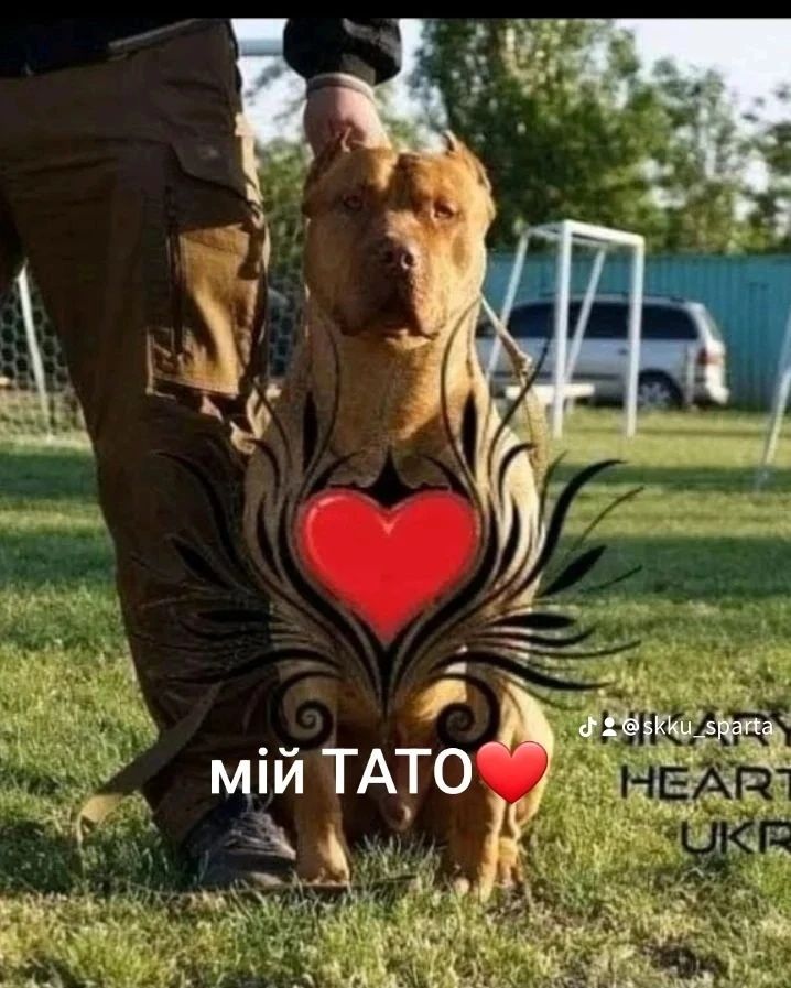 Народжена в Україні- дівчинка APBT