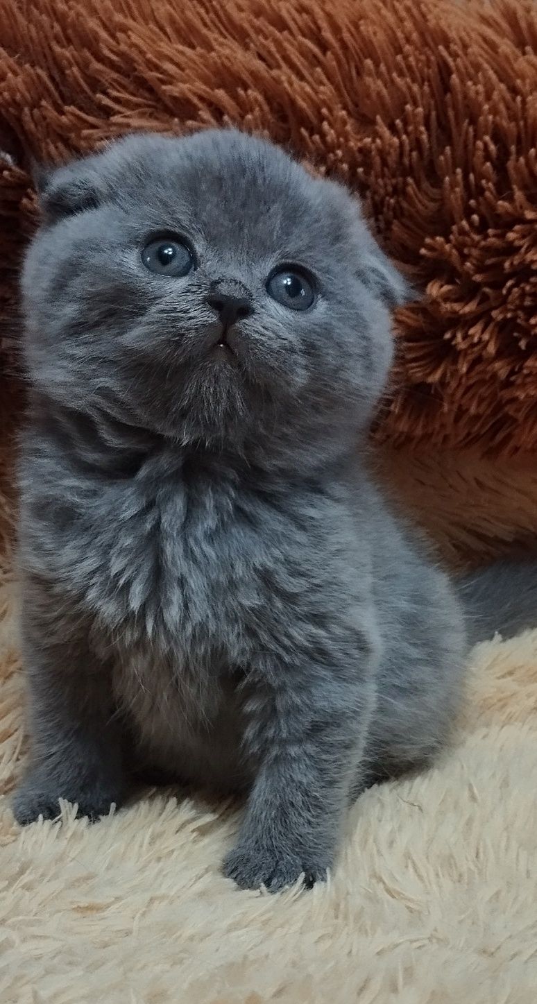 Шотландская скоттиш фолд девочка