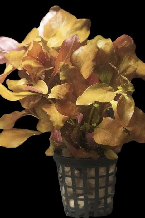 Roślina akwariowa Ludwigia Repens Mesakana