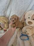 Poodle Toy Macho Criadora Registada PT 3088 FL