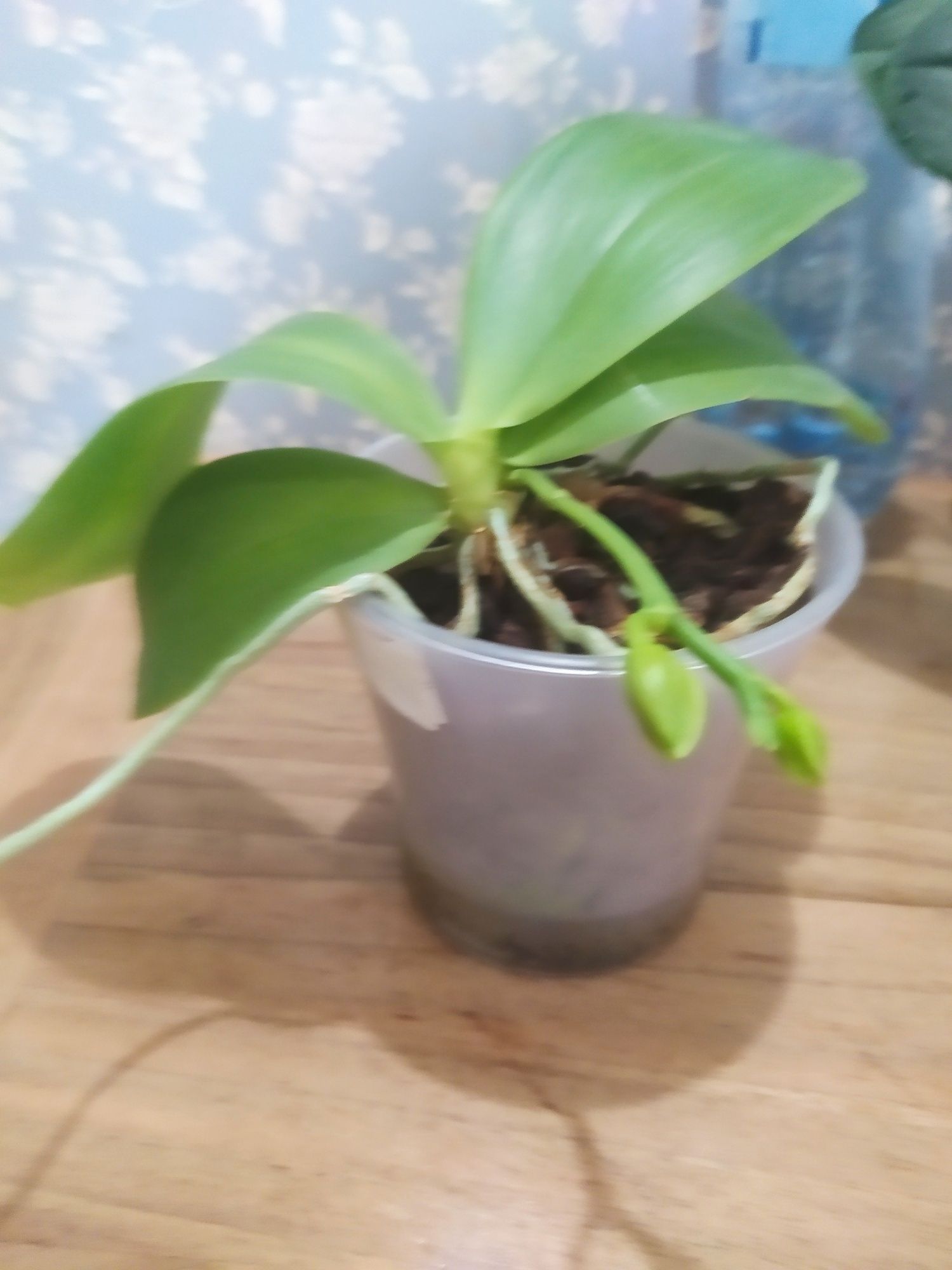Орхідея Ліодора( ароматна)