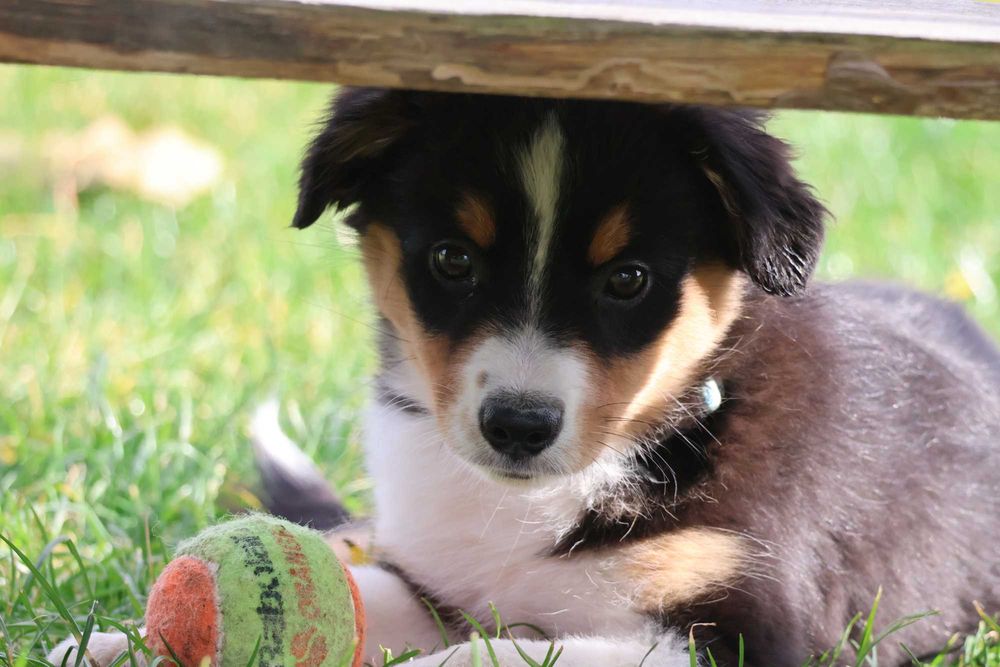 Miniaturowy Owczarek Amerykański, MAS, suczka FCI