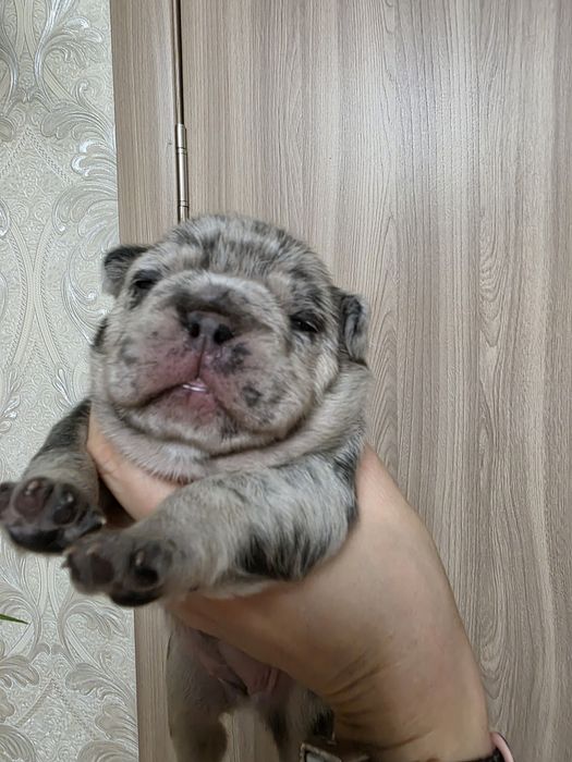 Красуня дівчинка з геном флаффі