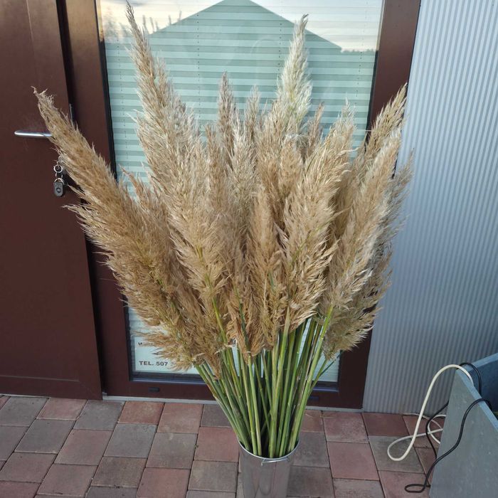 Trawa pampasowa kwiatostany