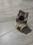 Suczka szpic miniaturowy pomeranian