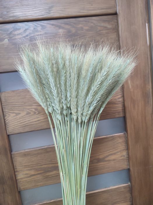 Колоски/злаки /сухоцвіти