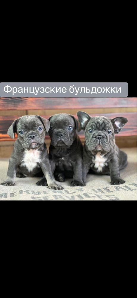 Французские бульдожки! Выбор!