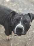 Tyson Amstaff szuka  domu