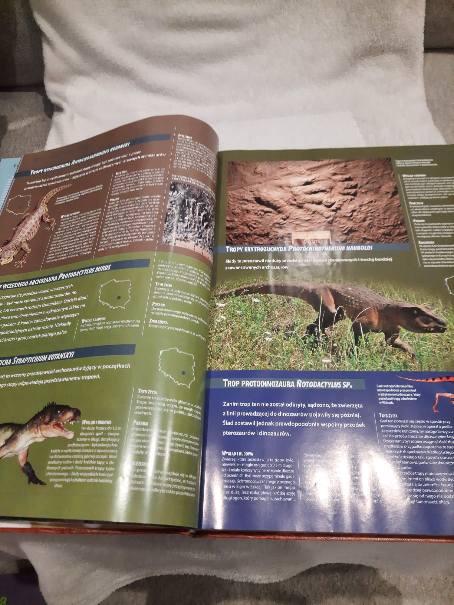 Encyklopedia. Płazy i gady Polski.
