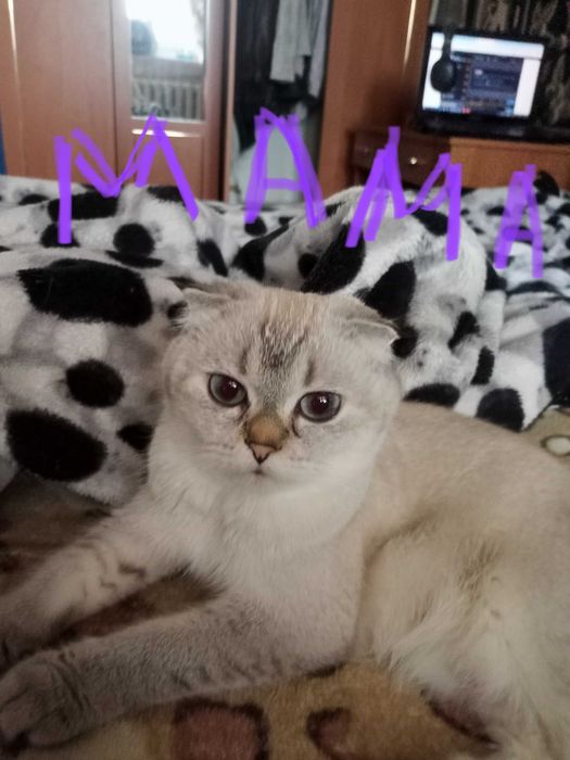 БРОНЬ на котят - шотландские вислоухие