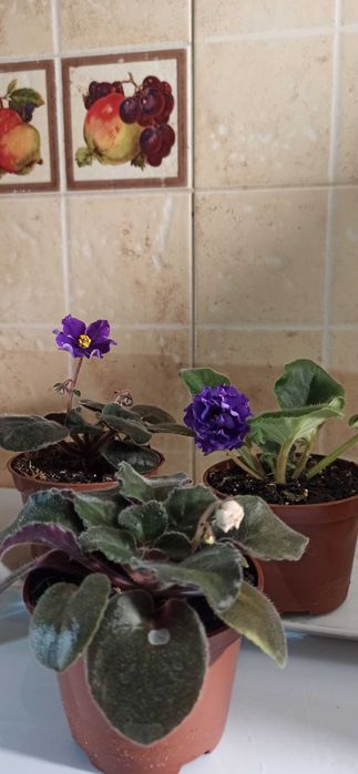 Сортова фіалка продам.