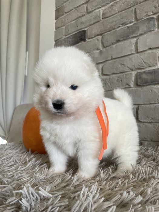 Piesek samoyed, Zwiazek Kynologiczny w Polsce