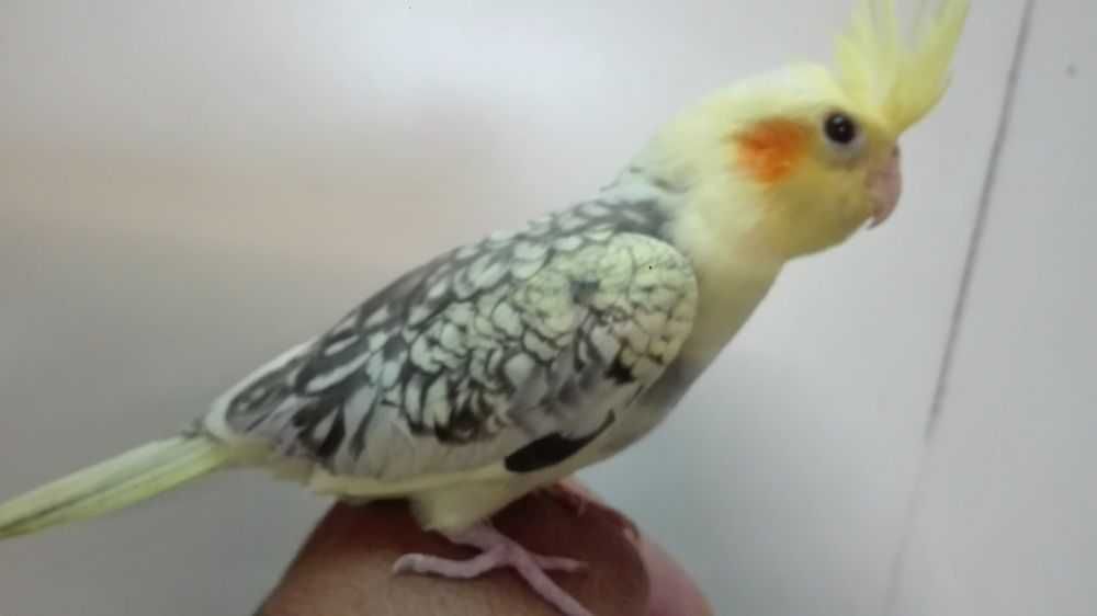 Diamantes gold e outras aves Domésticadas