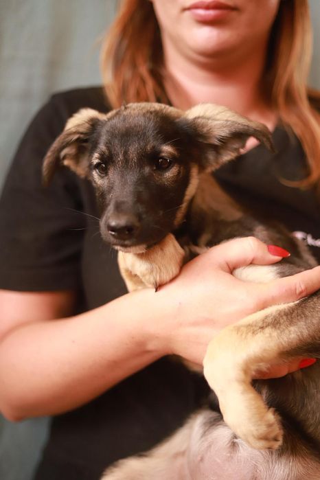 Cichy,  spokojny i trochę nieśmiały szczeniak poleca sie do adopcji