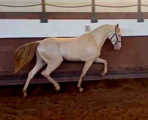 Poldro  lusitano