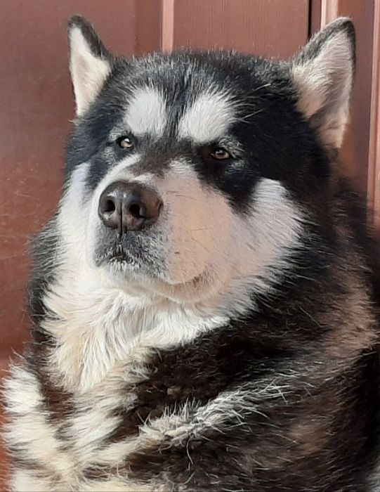 Вязка Аляскинского Маламута.