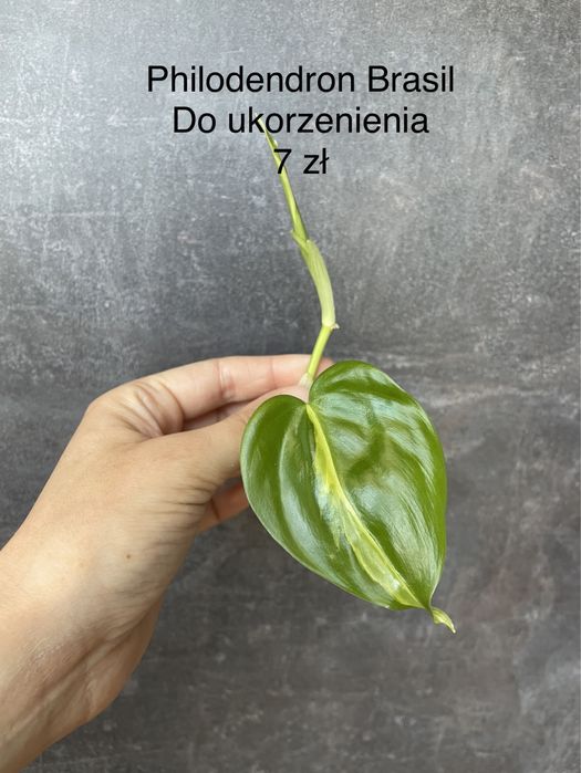 Philodendron Brasil do ukorzenienia