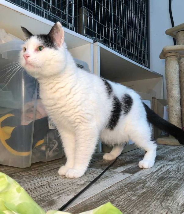 Котик Семен шукає свою родину!