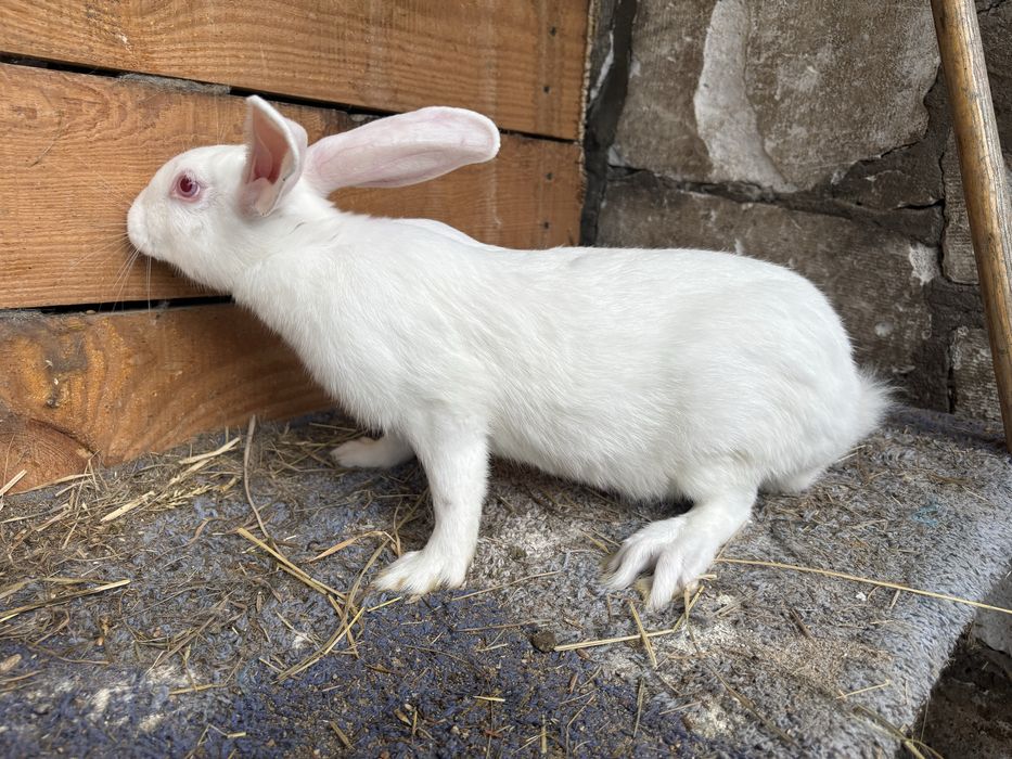 Samce i samice termondzkie