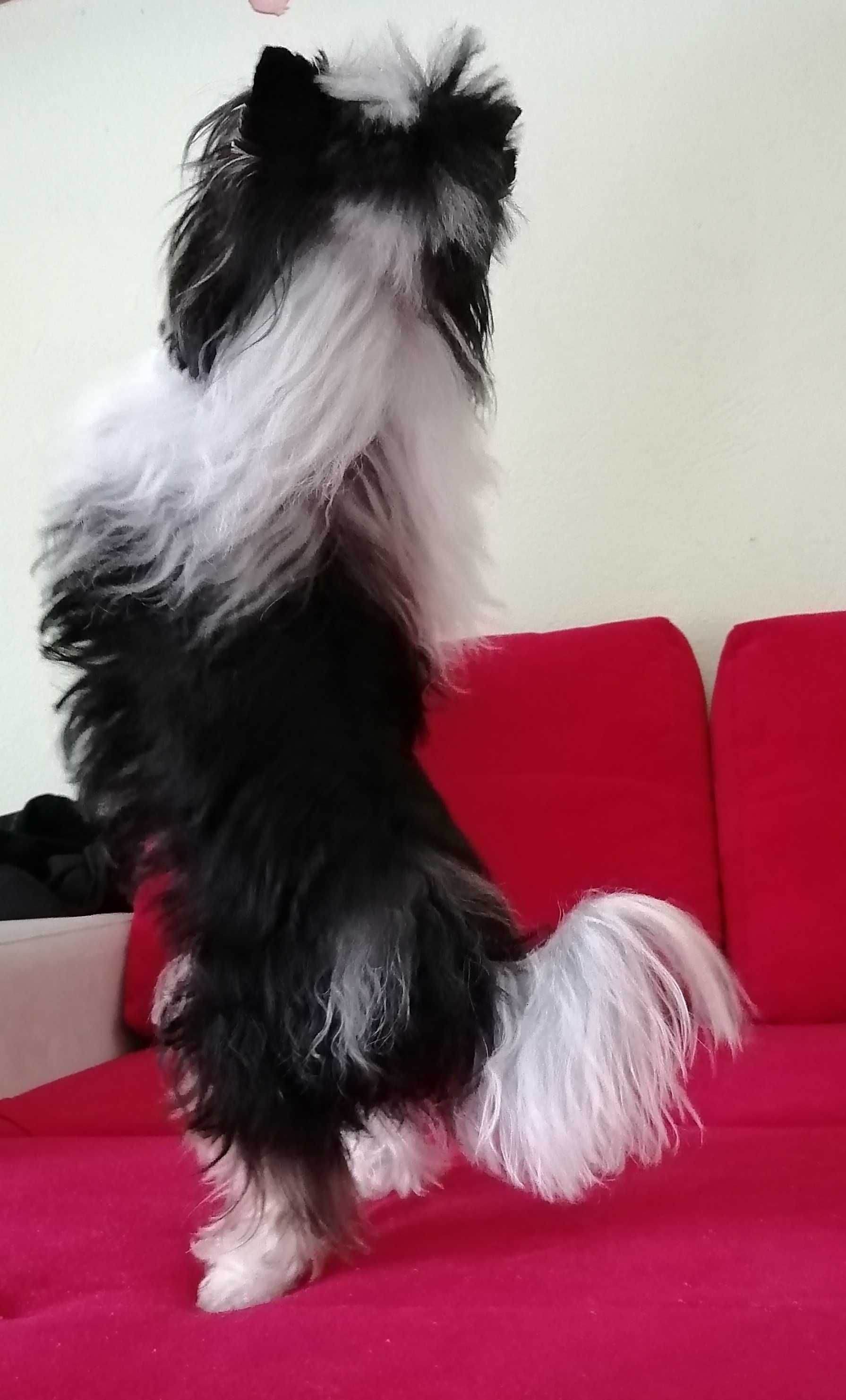 Yorkshire Terrier Biewer reproduktor.