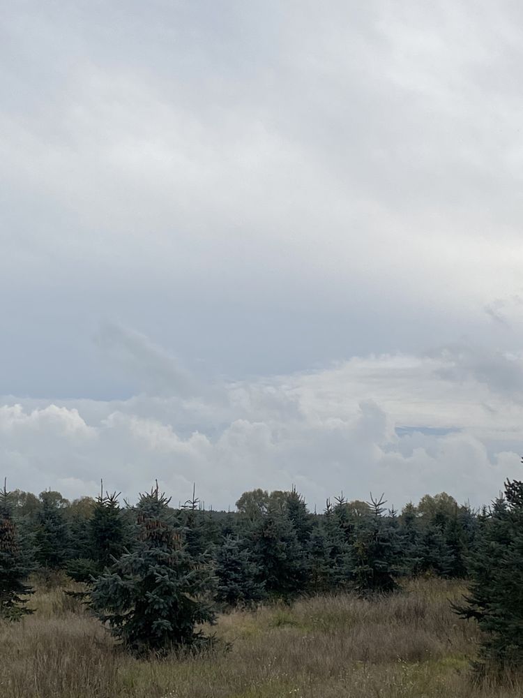 Choinki świerk srebrny i jodła kaukaska