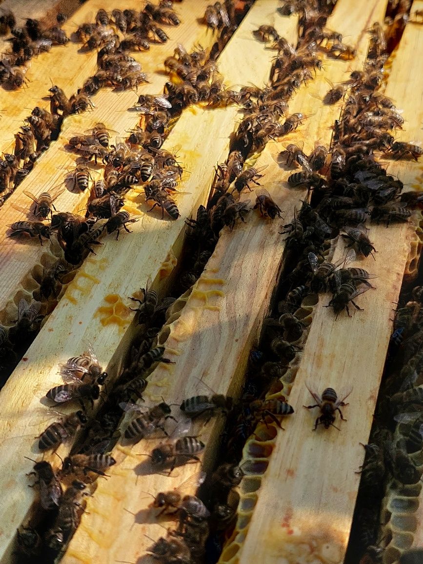 Пчёлы, сильні бджолосiм'ї, пчёлосемьи, пчёл, пчёлопакеты, отводки