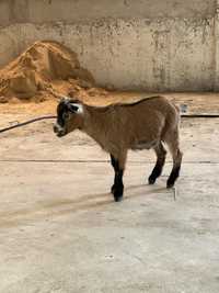 Cabras anãs e cabritos com varias idades