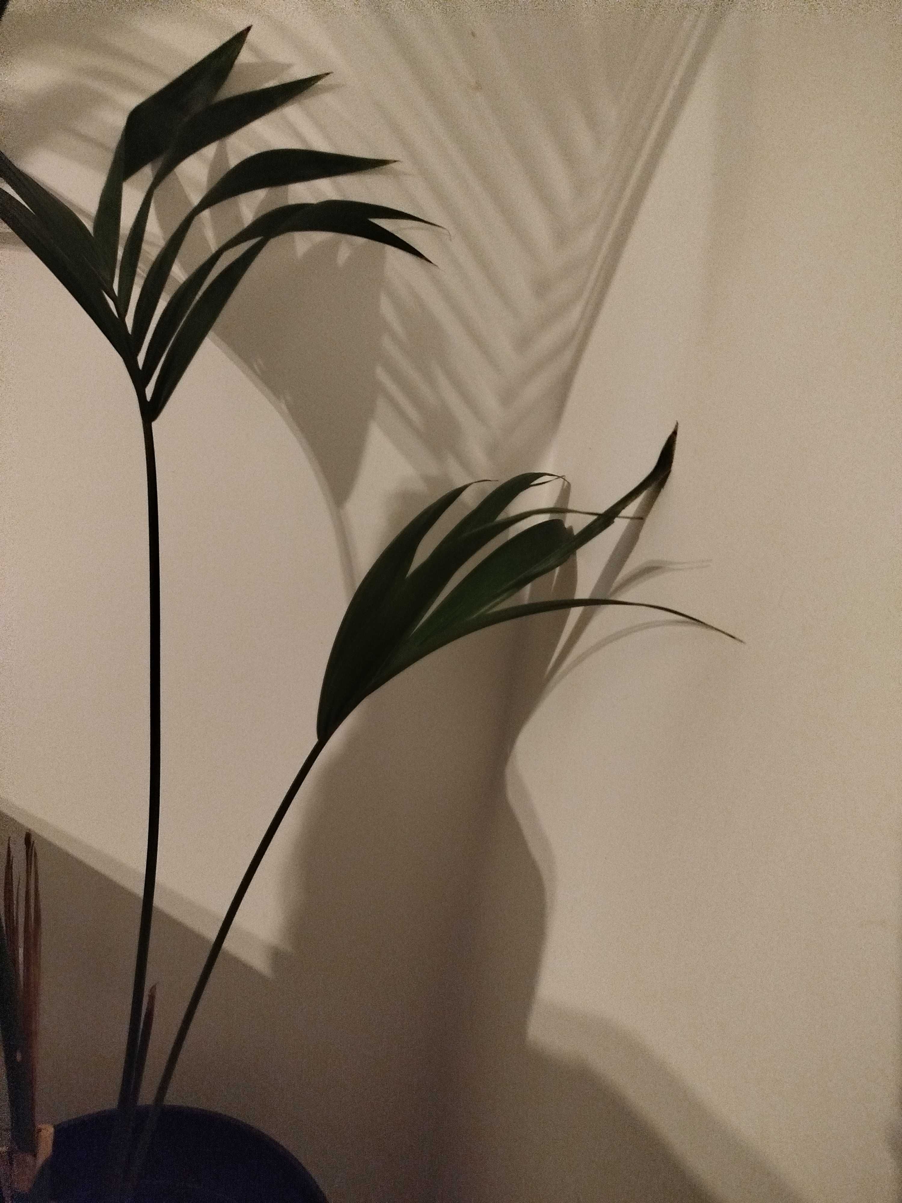 Palma kentia centia