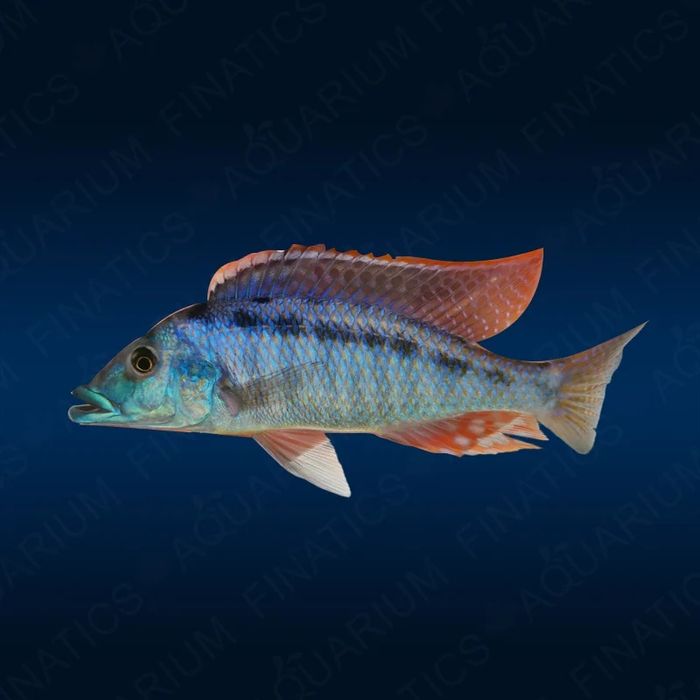 Lichnochromis Acuticeps "Malawi Gar" 6szt pyszczaki