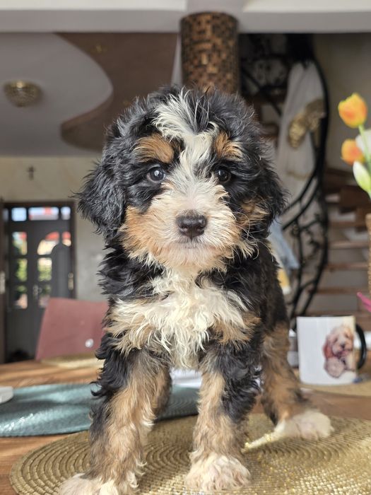 Aussiedoodle Bernedoodle sliczna dziewczynka