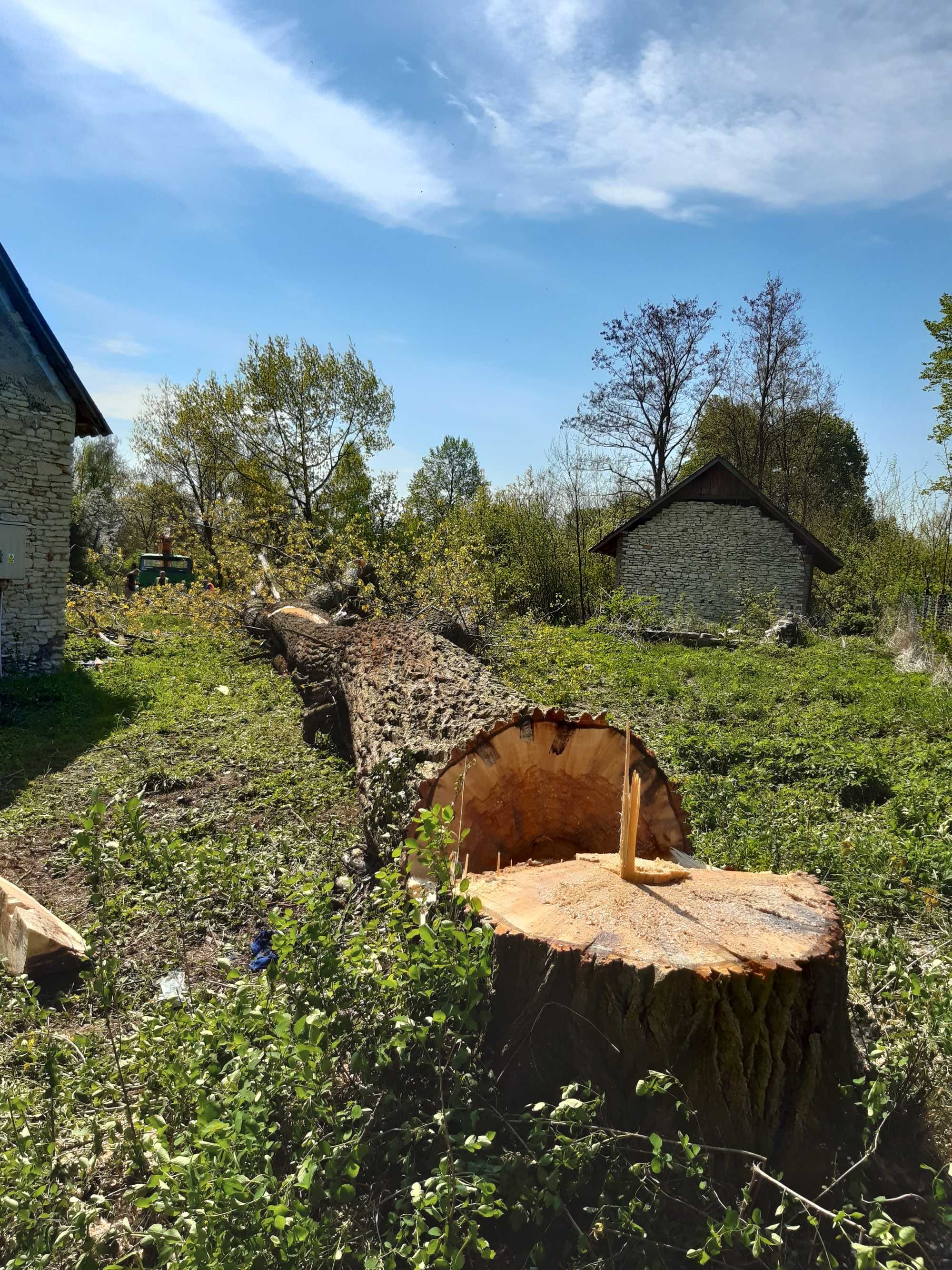 Wycinka Drzew,Formowanie koron Drzew,Frezowanie pni, usługi zwyżką