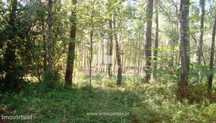 Terreno Florestal - Vila Nova de Anha