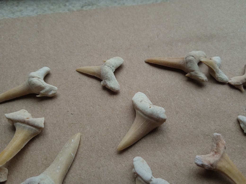 Lote 20 fósseis dentes de tubarão