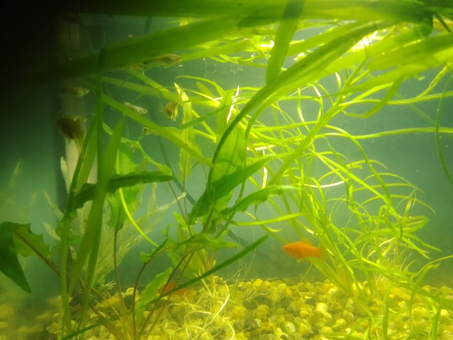 Sprzedam roślinki akwariowe prawdziwe