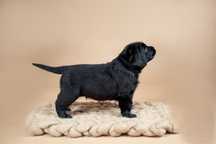 Czarny samiec Labrador Retriever FCI