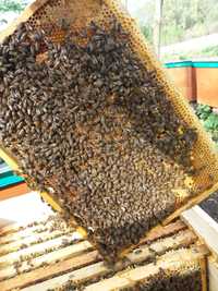 Бджолопакети Карніка.