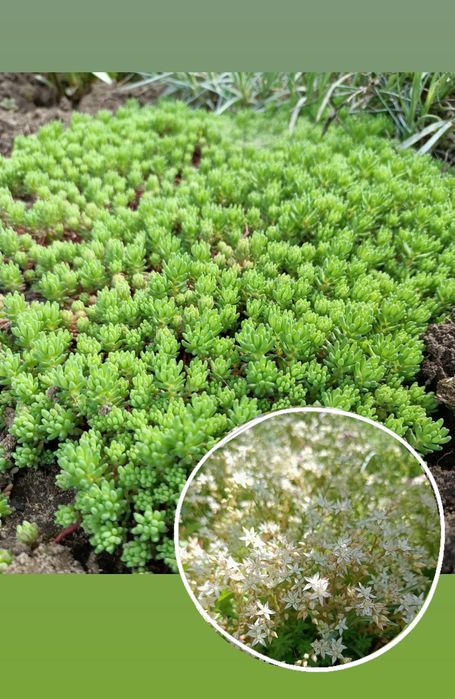 Очиток 6 видів. Грунтопокривні рослини. Седум